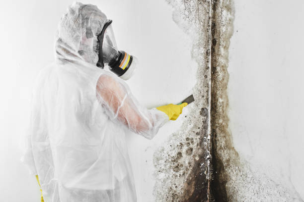 Best Fast Mold Removal  in Menlo Park, CA