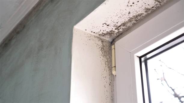 Best Mold Remediation  in Menlo Park, CA