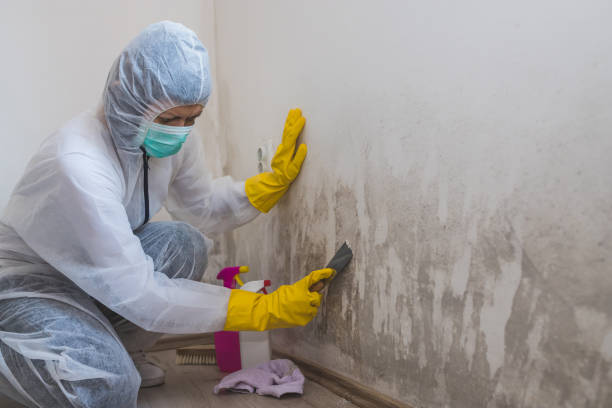 Best Fast Mold Removal  in Menlo Park, CA