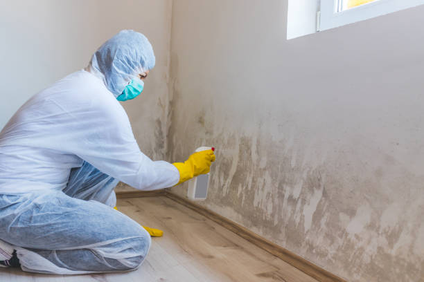 Best Attic Mold Removal  in Menlo Park, CA