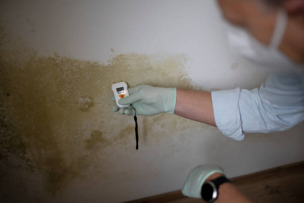 Best Commercial Mold Removal  in Menlo Park, CA