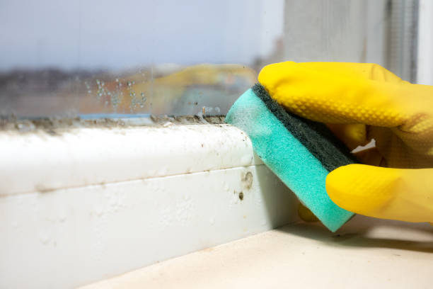 Best Mold Removal Near Me  in Menlo Park, CA