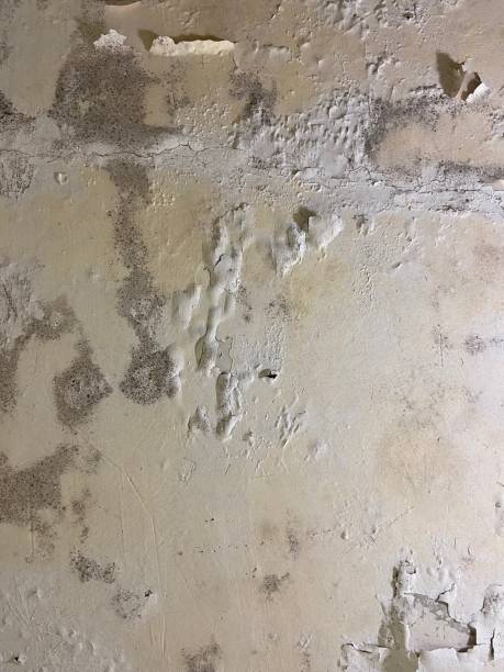 Best Attic Mold Removal  in Menlo Park, CA