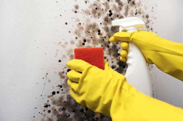 Best Mold Testing  in Menlo Park, CA