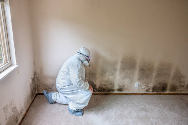 Best Office Mold Removal Services  in Menlo Park, CA