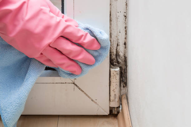 Best Mold Removal Company Near Me  in Menlo Park, CA
