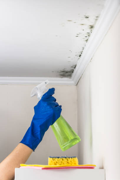 Best Best Mold Removal Companies  in Menlo Park, CA