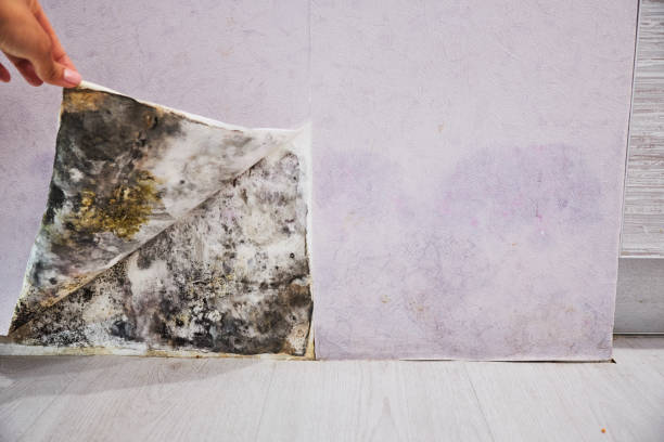 Best Black Mold Removal  in Menlo Park, CA